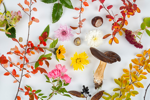 Autumn still life. Arrangement of different colors, flowers, leaves and fruits in autumn