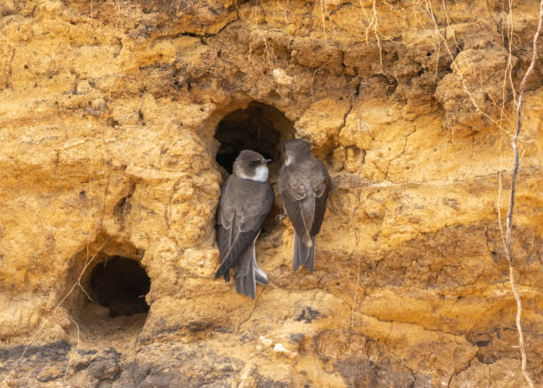 istock Birds black swifts Common swift equip burrows dug in a steep sandy cliff 1423607733