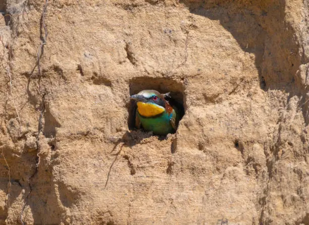 A European bee-eater bird looks out of its burrow made in a sandy cliff