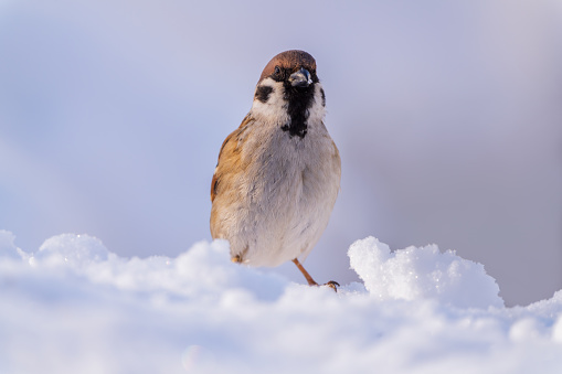 A sparrow bird, on a frosty winter morning, jumps through deep snow in search of food