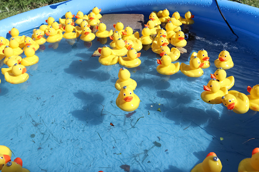Selective focus. Many yellow rubber ducks swimming in circles in a pool