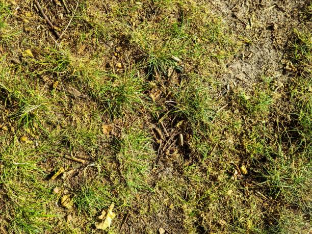 istock Detailed close up view on a forest ground texture with moss and branches 1423609950