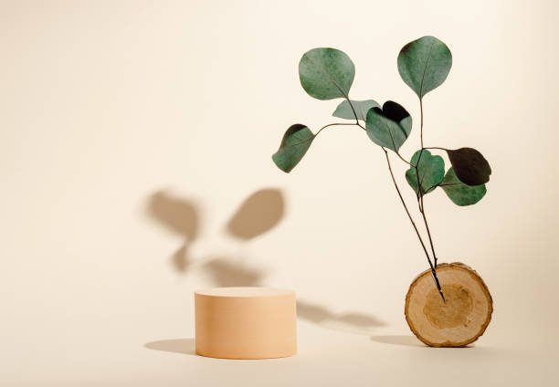 istock Aesthetic cylinder podium with eucalyptus leaves with shadow 1423610559