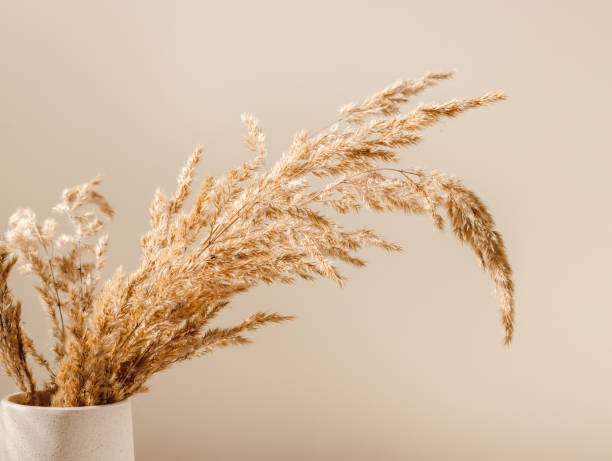 istock Pampas or reed dry grass closeup over beige background 1423610806