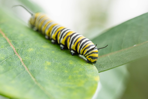 Monarch Caterpillar eating on a Milkweed plant.