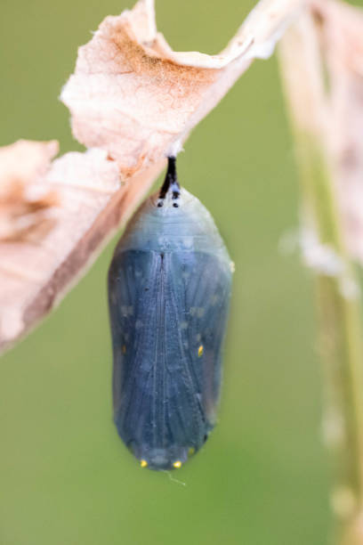 istock Macro Photos Of A Monarch Butterfly Chrysalis 1423612373