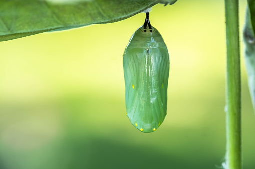 Chrysalis stage of a Monarch Butterly in its mid-stage.