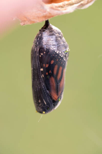istock Macro Photos Of A Monarch Butterfly Chrysalis 1423612400