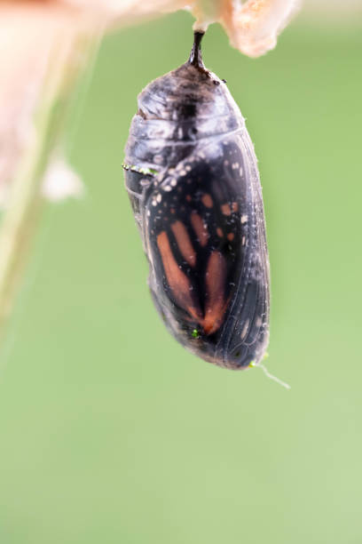 istock Macro Photos Of A Monarch Butterfly Chrysalis 1423612407