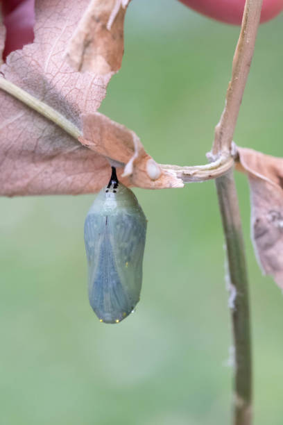istock Macro Photos Of A Monarch Butterfly Chrysalis 1423612416