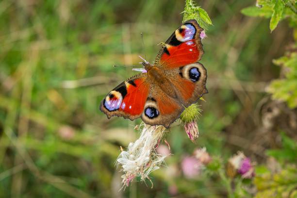 istock The colourful peacock butterfly 1423612538