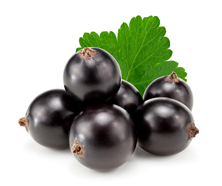black currant with green leaf isolated on white background. clipping path