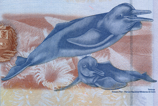 Amazon River Dolphin Mother and Child Pattern Design on Venezuelan Bolivar Currency
