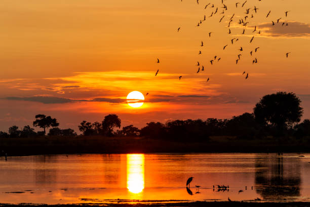 istock Sunset in the Okavango Delta in Botswana 1423614419