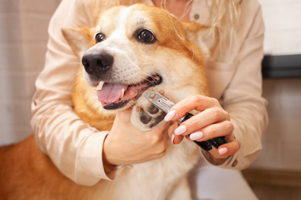 femme coupe les griffes du chien, corgi brun, mignon. soins aux animaux de compagnie, amour. ciseaux, tondeuse, garniture. drôle - toenail photos et images de collection