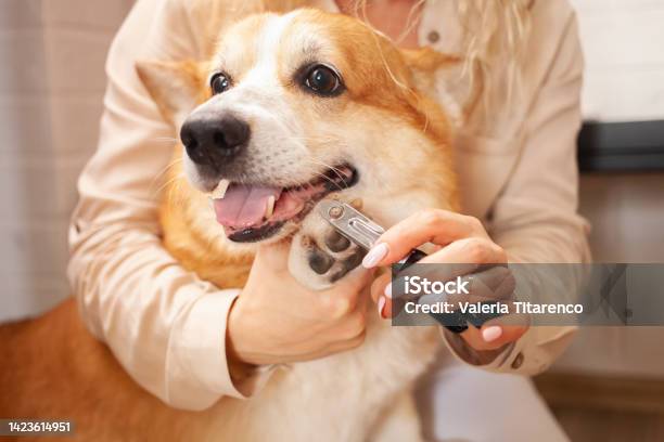 Woman Cuts Dogs Claws Brown Corgi Cute Pet Care Love Scissors Clipper Trim Funny Stock Photo - Download Image Now