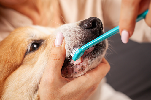 la mujer cepilla los dientes del perro con un cepillo de dientes, cuidando la cavidad oral, cuidando a las mascotas, el amor. photo