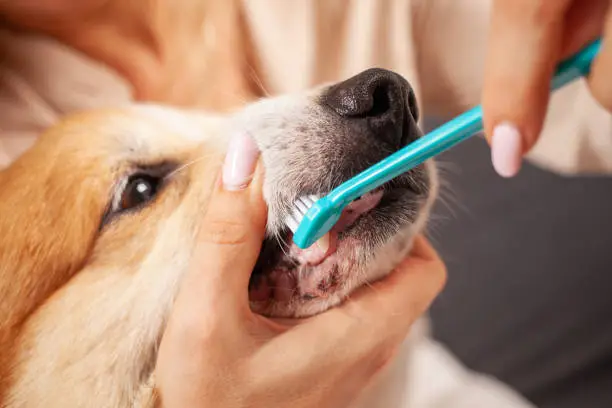 Photo of woman brushes dog's teeth with toothbrush, taking care of oral cavity, caring for pets, love.