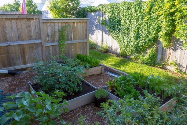 istock Suburban backyard vegetable garden 1423616919