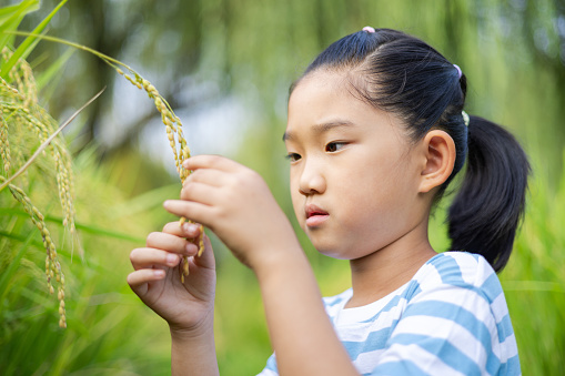 Little girl holding rice ears