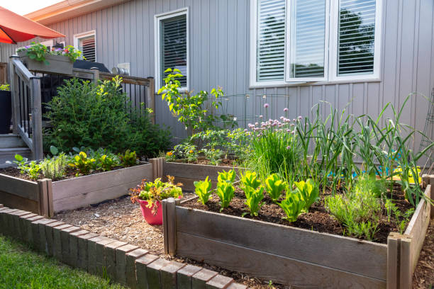 istock Suburban backyard vegetable garden 1423617019