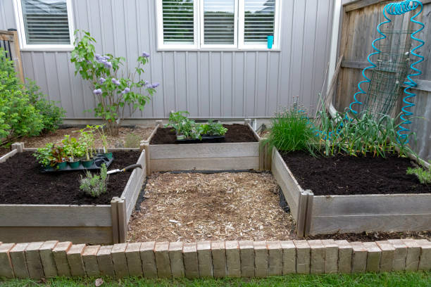 istock Suburban backyard vegetable garden 1423617205