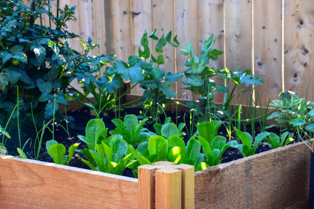 istock Suburban backyard vegetable garden 1423617262