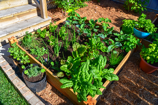 This small urban backyard garden contains square raised planting beds for growing vegetables and herbs throughout the summer.  Brick edging is used to keep grass out, and mulch helps keep weeds down.
