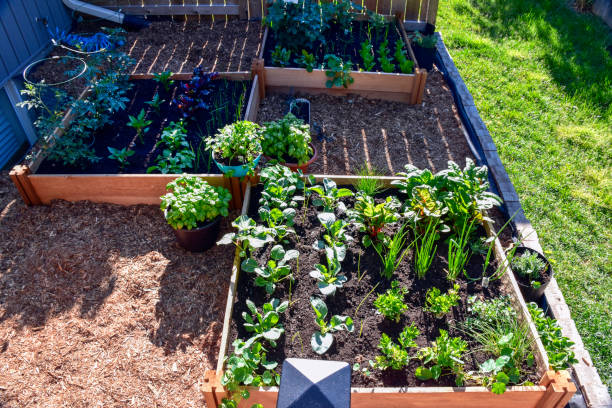 istock Suburban backyard vegetable garden 1423617345