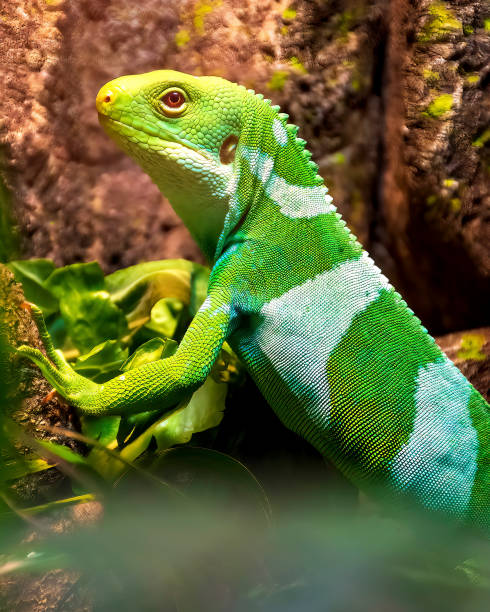 istock green lizard at the zoo 1423617758