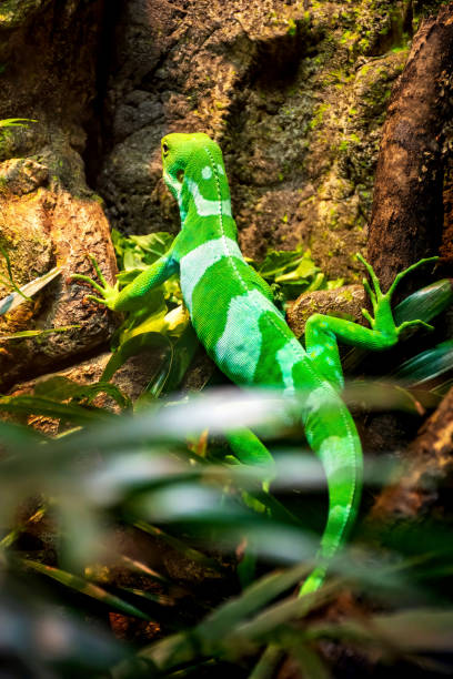 istock green lizard at the zoo 1423617769