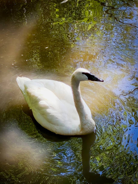 istock swan gliding on the pond 1423618032