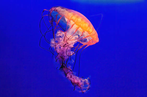 medusas bajo el agua en el mar azul - jellyfish moon jellyfish underwater wildlife fotografías e imágenes de stock