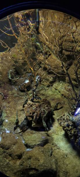 istock Aquarium La Rochelle 1423618842