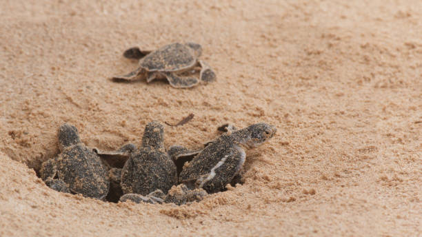 istock Multiple Loggerhead baby sea turtles hatching at a turtle farm. 1423618960