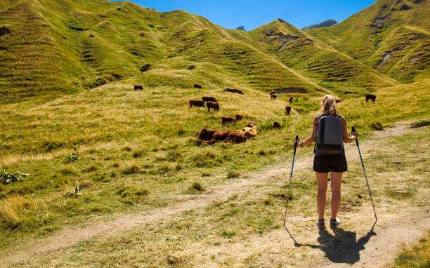 Woman hiker with cows in Cantal,  Auvergne (Puy de Sancy,  France) stock photo