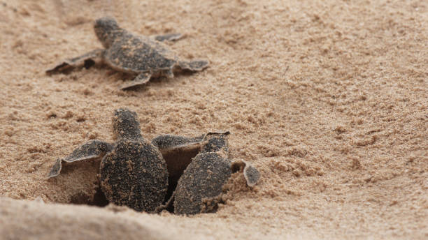 Multiple Loggerhead baby sea turtles hatching at a turtle farm. Multiple Loggerhead baby sea turtles hatching at a turtle farm in Hikkaduwa. Sri Lanka. sea turtle egg stock pictures, royalty-free photos & images