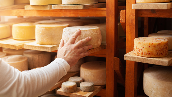 male, man cheese maker businessman, individual entrepreneur, checks cheese in cellar, basement. cheese head ripens on wooden shelves, process of producing homemade. Touches