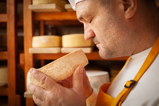 male, man cheese maker businessman, individual entrepreneur, checks cheese in cellar, basement. cheese head ripens on wooden shelves, process of producing homemade. Sniffing