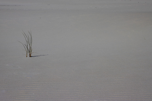 Tuft of grass in the sand of a dune with copy space