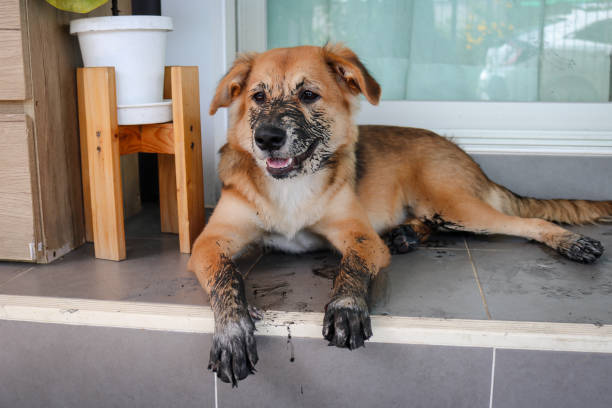 istock Puppy that just played in the mud. 1423621445