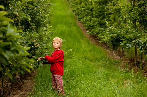 Apple tree plantations in Norway, summertime, child checking the apples on a tree