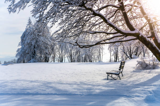 istock Idyllic winter landscape with snow covered tree and bench 1423621883