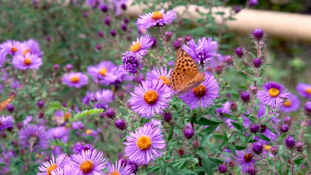 ‌Brown butterfly on purple aster bud