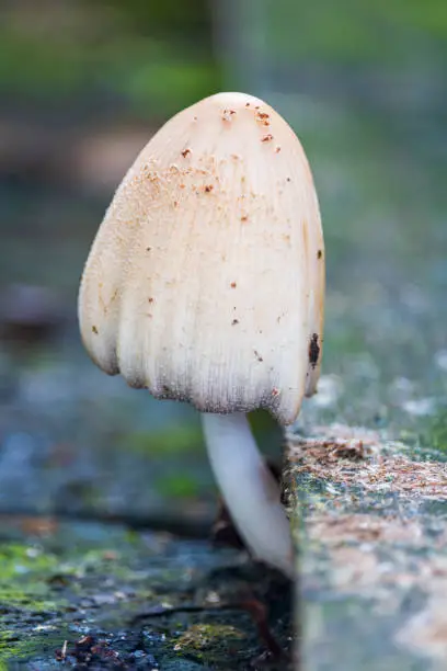 Coprinus comatus, shaggy ink cap non edible mushroom growing under wood plank. Plant nature background