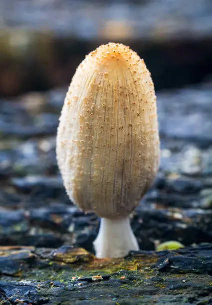 Coprinus comatus, shaggy ink cap non edible mushroom growing under wood plank. Plant nature background