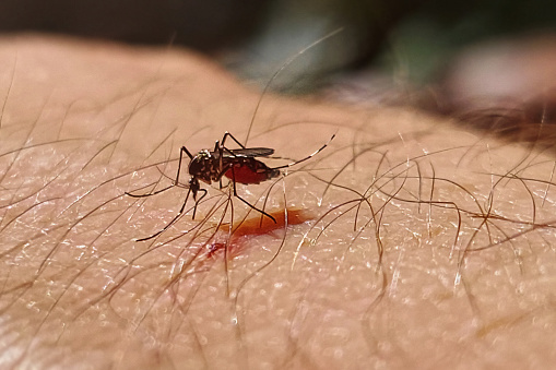 Tiger Mosquito sucking blood of thailand
