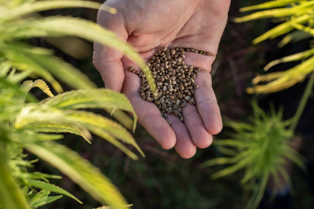 Man pouring hemp seeds from hand to hand, on the field, close up shot stock photo