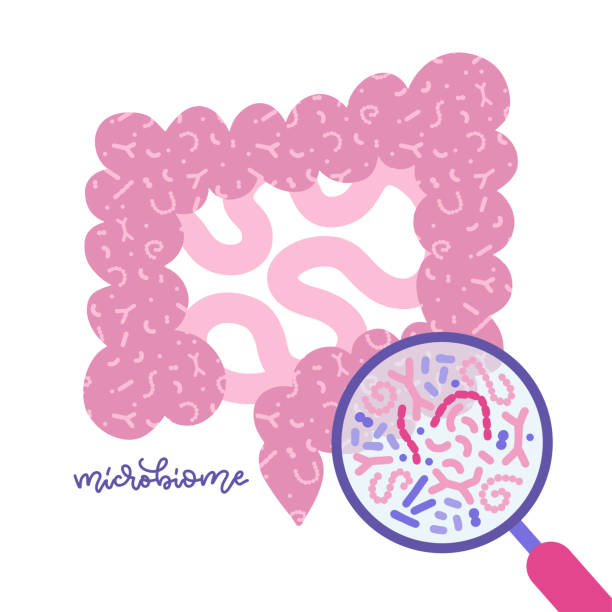 ilustraciones, imágenes clip art, dibujos animados e iconos de stock de microbiota intestinal vista bajo una lupa. intestino humano y concepto de microbioma. ilustración vectorial glat para temas como sistema digestivo, probióticos, inminidad, chequeo de salud. - symbiotic relationship illustrations