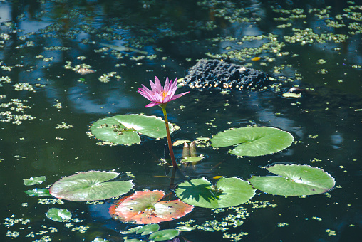 Water lily. Nymphaea Alba. Water flowers. Reflection. Lake.